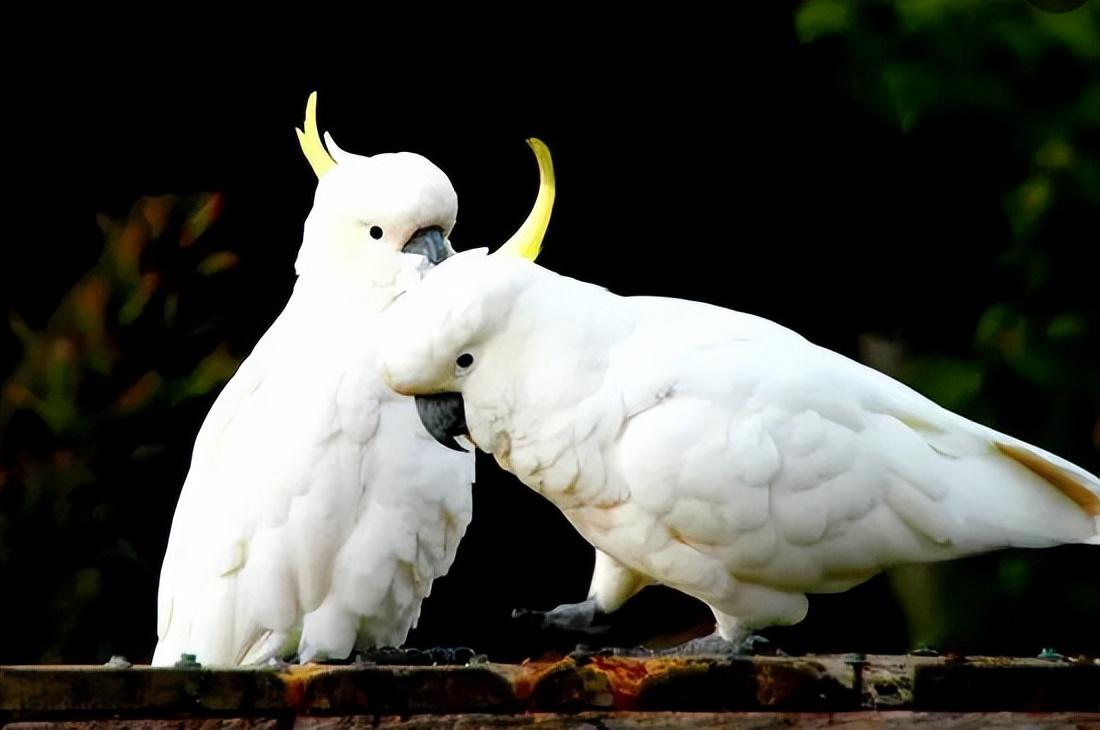 十大鸟类寿命排行榜