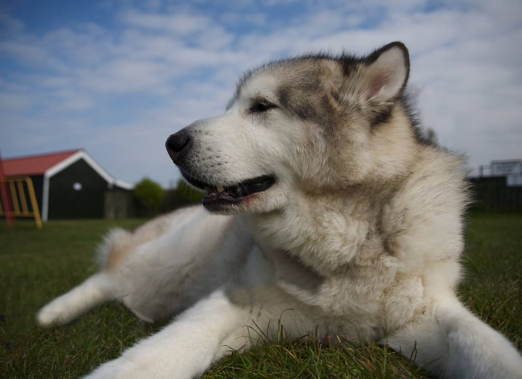 世界十大名犬知名度排名,附狗狗图片及价格-宠物主人